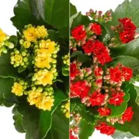 Pflanzen-Kölle Kalanchoe 'Calandiva', rot&gelb, Topf Topf-Ø 12 cm, Höhe ca. 20-30cm, 6er-Set