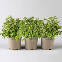 Pflanzen-Kölle Birkenfeige 'Kinky', Topf-Ø 12 cm, Höhe ca. 25 cm, 3 Pflanzen