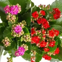 Pflanzen-Kölle Kalanchoe 'Calandiva', rot&violett, Topf-Ø 12 cm, Höhe ca. 20-30 cm, 6er-Set