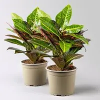 Pflanzen-Kölle Wunderstrauch 'Petra', Topf-Ø 17 cm, Höhe ca. 40 cm, 2 Pflanzen