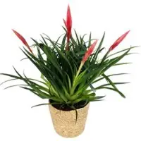 Pflanzen-Kölle Vrisea 'Astrid' rot, mit Korb Maki, Höhe ca. 35 cm, Topf-Ø 12 cm