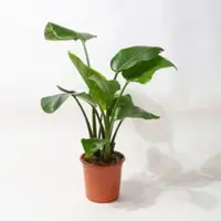 Pflanzen-Kölle Strelitzia, Topf-Ø 21 cm, Höhe ca. 70-100 cm