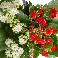 Pflanzen-Kölle Kalanchoe 'Calandiva', weiß & rot, Topf-Ø 12 cm, Höhe ca. 20-30 cm, 6er-Set