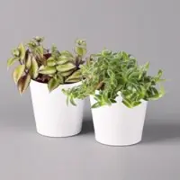 Pflanzen-Kölle Dreimasterblume in Keramiktopf weiß, nach Verfügbarkeit, Topf-Ø 12 cm, 2er-Set