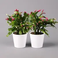 Pflanzen-Kölle Weihnachtskaktus 'Duo', 2 Farben, mit Übertopf weiß, Topf-Ø 12 cm, 2 Pflanzen