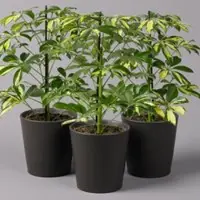Pflanzen-Kölle Strahlenaralie 'Gerda', Topf-Ø 13 cm, inkl. Keramiktopf anthrazit, 3 Pflanzen