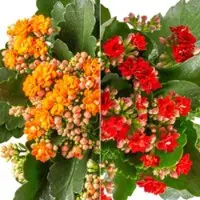 Pflanzen-Kölle Kalanchoe 'Calandiva', rot&orange, Topf-Ø 12 cm, Höhe ca. 20-30 cm, 6er-Set