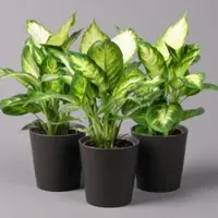 Pflanzen-Kölle Dieffenbachie 'Camilla' in Keramiktopf Dallas anthrazit, Topf-Ø 12 cm, 3er-Set