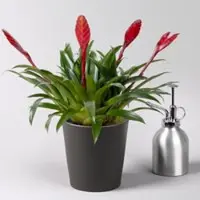 Pflanzen-Kölle Vriesea 'Multiflower Astrid', rot, im Übertopf Dallas anthrazit, Topf-Ø 12 cm