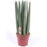 Pflanzen-Kölle Bogenhanf 'Straight', Topf-Ø 21 cm, Höhe ca. 70 cm