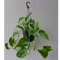 Pflanzen-Kölle Efeutute, in Ampeltopf, Topf-Ø 18 cm, Höhe ca. 35 cm