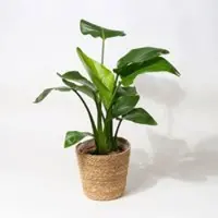 Pflanzen-Kölle Strelitzia mit Dekokorb Osaka, Topf-Ø 21 cm, Höhe ca. 70 - 100 cm