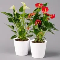 Pflanzen-Kölle Flamingoblumen Mix inkl. Übertopf Dallas weiß, 2er-Set, Topf-Ø 12 cm, Höhe 30 cm