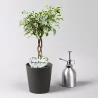 Pflanzen-Kölle Birkenfeige 'Kumani' in Keramiktopf anthrazit, Topf-Ø 12 cm, Höhe ca. 40 cm