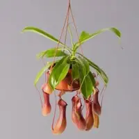 Pflanzen-Kölle Kannenpflanze, 8-12 Kannen, in Blumenampel, Topf-Ø 14 cm