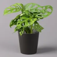 Pflanzen-Kölle Monstera adansonii inkl. Topf Dallas anthrazit, Topf-Ø 12 cm, Höhe ca. 25 cm