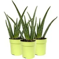 Pflanzen-Kölle Aloe vera, Topf-Ø 12 cm, Höhe ca. 20-30 cm, 3er-Set
