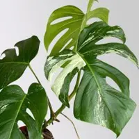 Pflanzen-Kölle Monstera 'Variegata', grün-weiß panaschiert, Topf-Ø 15 cm, Höhe ca. 45 cm