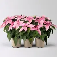 Kölle Bio Bio Herbsttern, Euphorbia 'Princettia', hellrosa, Topf-Ø 12 cm, 3 Pflanzen