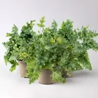 Pflanzen-Kölle Goldtüpfelfarn 'Davana', Topf-Ø 12 cm, Höhe ca. 30 cm, 3er-Set