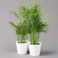 Pflanzen-Kölle Bergpalme mit Keramiktopf Dallas weiß, Topf-Ø 12 cm, Höhe ca. 30 cm, 2er-Set