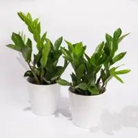 Pflanzen-Kölle Glücksfeder in Keramiktopf Dallas weiß, Topf-Ø 12 cm, 2er-Set