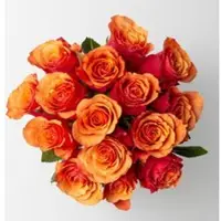 Pflanzen-Kölle 15 orange/rote Rosen 'Espana'