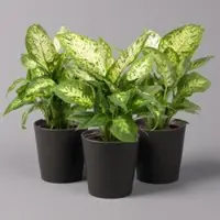 Pflanzen-Kölle Dieffenbachie 'Compacta' mit Keramiktopf Dallas anthrazit, Topf-Ø12cm, 3er-Set