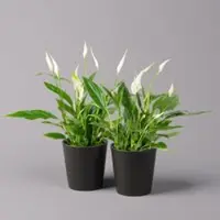 Pflanzen-Kölle Einblatt 'Bellini', Topf-Ø 13 cm, mit Topf Dallas anthrazit, 2 Pflanzen