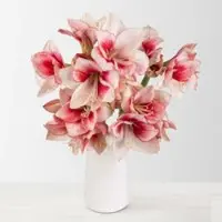 Pflanzen-Kölle 5 rot/weiße Amaryllis 'Showmaster'