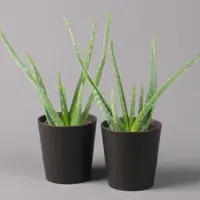 Pflanzen-Kölle Aloe vera mit Keramiktopf anthrazit, Topf-Ø 12 cm, Höhe ca. 20-35 cm, 2er-Set