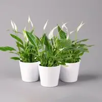 Pflanzen-Kölle Einblatt 'Bellini', Topf-Ø 13 cm, mit Topf Dallas weiß, 3 Pflanzen