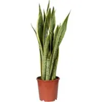 Pflanzen-Kölle Bogenhanf, Topf-Ø 21 cm, Höhe ca. 80 cm