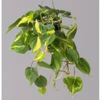 Pflanzen-Kölle Philodendron 'Brasil', in Blumenampel, Topf-Ø 18 cm