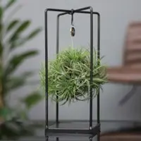 Pflanzen-Kölle Tillandsia 'Magic Ball' in eckigem Metallgestell, 17cm Ø