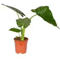 Pflanzen-Kölle Alocasia macrorrhiza, Topf-Ø 17 cm, Höhe ca. 50 cm