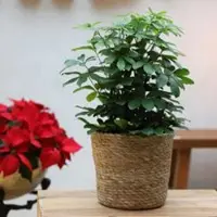 Pflanzen-Kölle Schefflera arboricola 'Nora', Topf-Ø 21 cm, Höhe ca. 55 cm