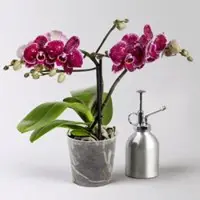 Pflanzen-Kölle Phalaenopsis 'Spirit' rot, 2 Rispen, Topf-Ø 12 cm, Höhe ca. 45 cm