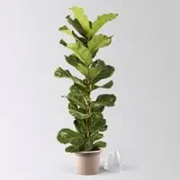 Pflanzen-Kölle Geigenfeige, Topf-Ø 21 cm, Höhe ca. 80-100 cm