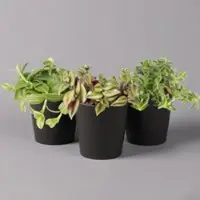 Pflanzen-Kölle Dreimasterblume in Keramiktopf anthrazit, n. Verfügbarkeit, Topf-Ø 12cm, 3er-Set