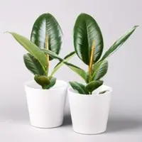Pflanzen-Kölle Gummibaum 'Robusta' in Topf weiß, Topf-Ø 12 cm, Höhe ca. 40-45 cm, 2er-Set