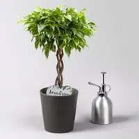 Pflanzen-Kölle Birkenfeige 'Lucky', in Keramiktopf anthrazit, Topf-Ø 12 cm, Höhe ca. 40 cm