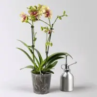Pflanzen-Kölle Schmetterlingsorchidee gelb geprenkelt, 2 Rispen, Topf-Ø 12 cm, Höhe ca. 55 cm