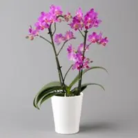 Pflanzen-Kölle Schmetterlingsorchidee, inkl. Keramiktopf, dunkelrosa, Topf-Ø 12 cm, Höhe 50 cm