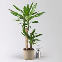Pflanzen-Kölle Duftender Drachenbaum 'Steudneri', Topf-Ø 17 cm, Höhe ca. 80 cm