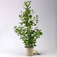 Pflanzen-Kölle Ficus microcarpa 'Moclame', Topf-Ø 21 cm, Höhe ca. 110 cm