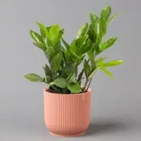 Pflanzen-Kölle Glücksfeder in Übertopf Vibes rosa, Topf-Ø 12 cm, Höhe ca. 40 cm