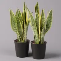 Pflanzen-Kölle Bogenhanf in Keramiktopf Dallas anthrazit, Topf-Ø 12 cm, 2er-Set