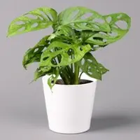 Pflanzen-Kölle Monstera adansonii mit Keramiktopf Dallas weiß, Topf-Ø 12 cm, Höhe ca. 25 cm