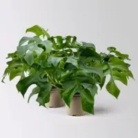 Pflanzen-Kölle Monstera minima, Topf-Ø12 cm, 2 Pflanzen